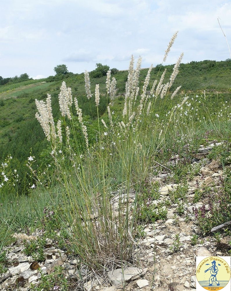 Melica ciliata silvery grey, c.s. - Foto 2